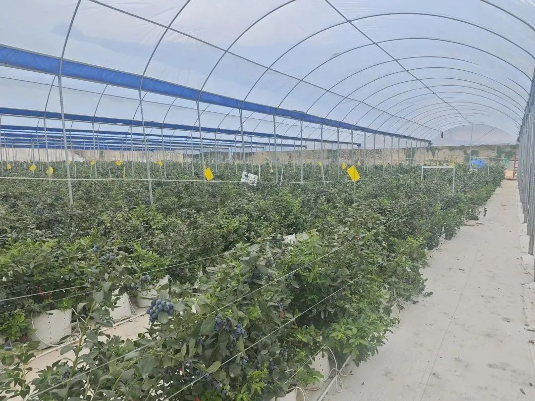 牙豚农场内的蓝莓种植大棚。.jpg